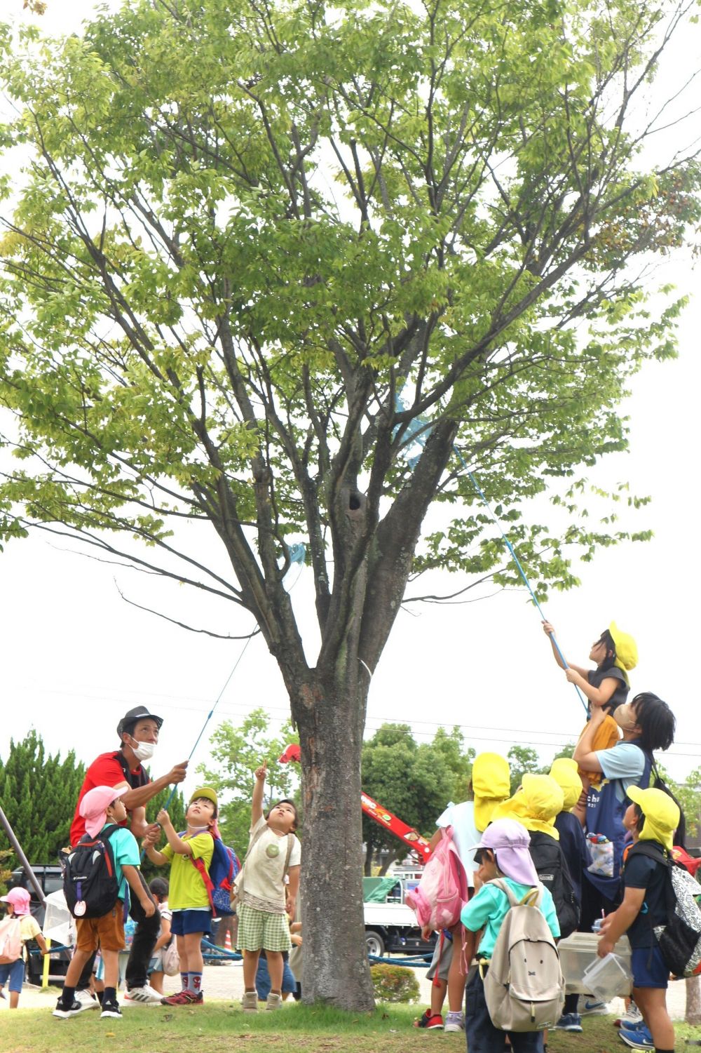 夏ならではの虫との出会いも
楽しみながら遊ぶ


キリン組さんとゾウ組さんでセミなどの虫探しへ♪

公園に向かって歩いていると・・
「ミーーーーンミーーーーン」
セミの鳴き声が・・
「あっちからいっぱいセミの鳴き声する！！」
「早く行こう！」
楽しみな様子♪

公園に着くと
みんな木をじーーっと見て・・・
「こっちにおる！！」　「こっちにも！！」
「あの高い所！早く捕まえよう！」
子どもたちも保育教諭もみんなで力を合わせて・・・♡