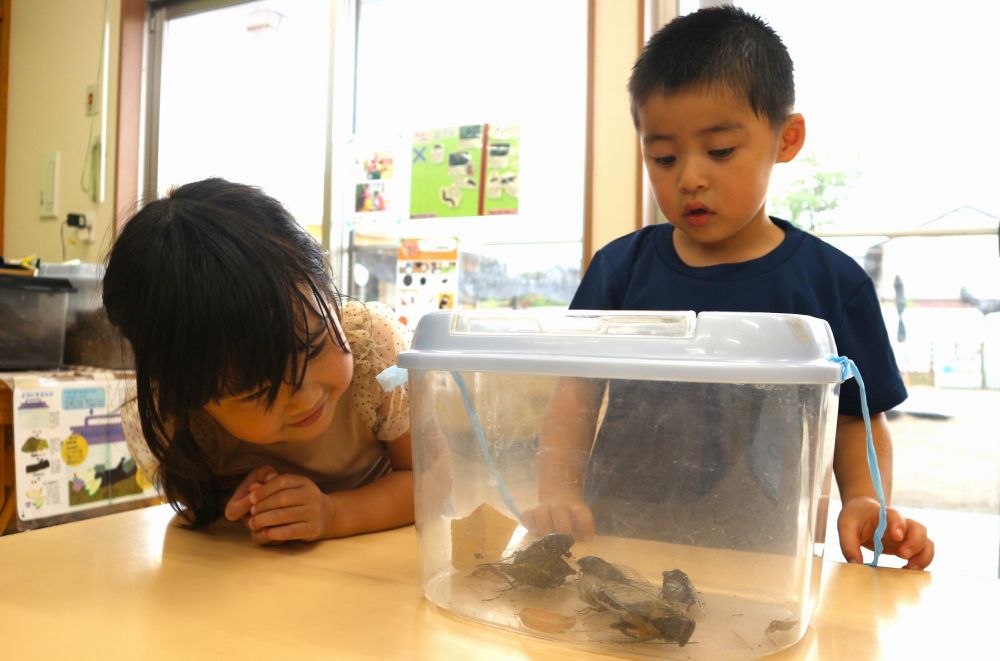 捕まえて帰ったセミの様子が気になるKちゃんとSくん♡

「ちょっとだけ動いとるね」
「くっついて仲良ししてるね♡」
「目が丸いね」
「羽が二枚重なってる！！」
気づいた事や感じた事を伝え合う♡