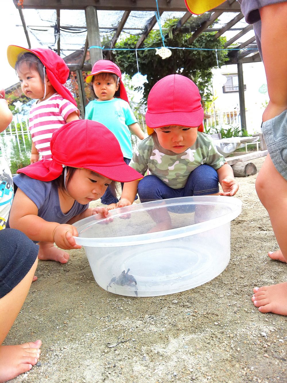 園庭の足洗い場に、カニさんがひょっこり！
タライに水と砂を入れてカニのおうちを作ったら、
みんなで仲良く観察してみることに・・・♡



大きなハサミをチョキチョキ！
タライの中をクルクル歩き回るカニを真剣にみつめる・・・

「お！」　「あ！」
声に出して、友達と顔を見合わせながらニッコリする姿も！
面白い！　観察って楽しい！　をみんなで共有☆



