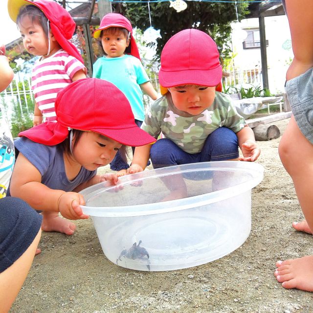 ＊　１歳児　カニさんと遊んだよ　＊