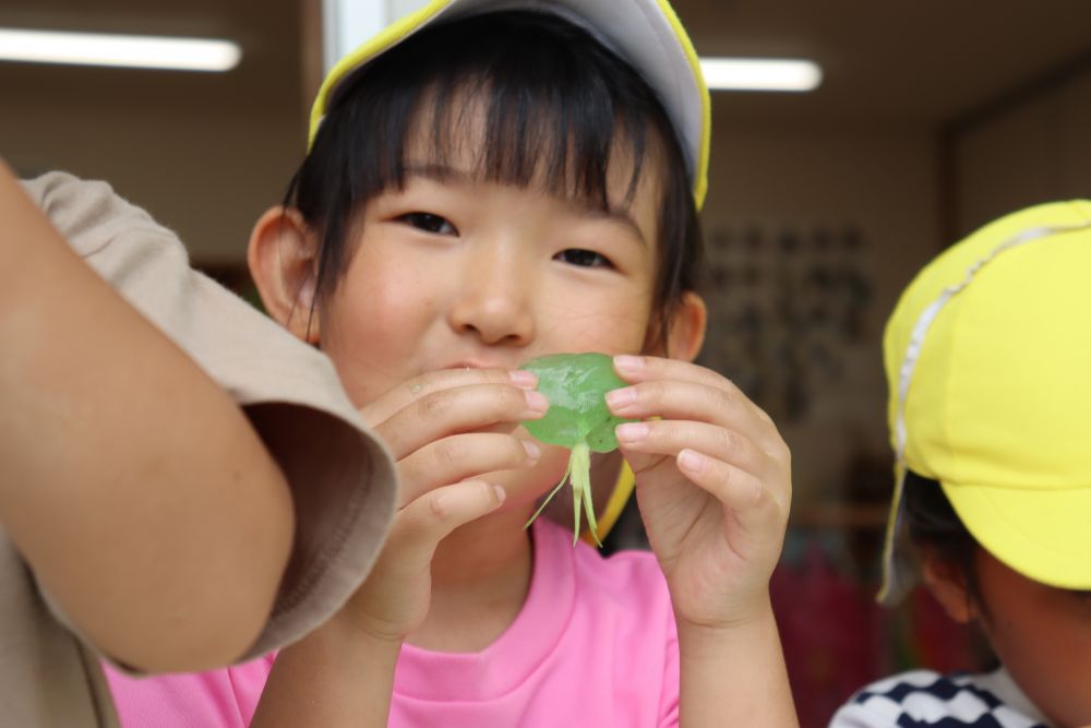 なんやかんや遊んでいると、だんだんと発展していきます
アサガオの花托（カタク）というんでしょうか？
花びらの付け根の部分をくっつけて
「クラゲ♡」