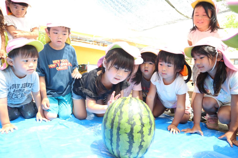 「あたった！？」
「割れてる？」
「ちょっとヒビ入ってきとるじゃん！！」
「すごっ!!」

「中は赤くて美味しそう♡」