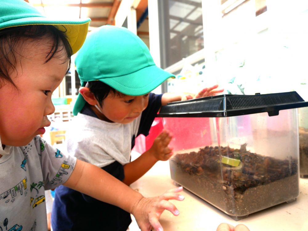 その季節ならではの虫に興味を示す子どもたち
見たり・・・触れたり・・・世話をすることを楽しんでいます



Yちゃんが持って来てくれたカブトムシ
『ぼくも見ていい？』
『触ってもいい？』
みんなが興味を持って集まってきました
