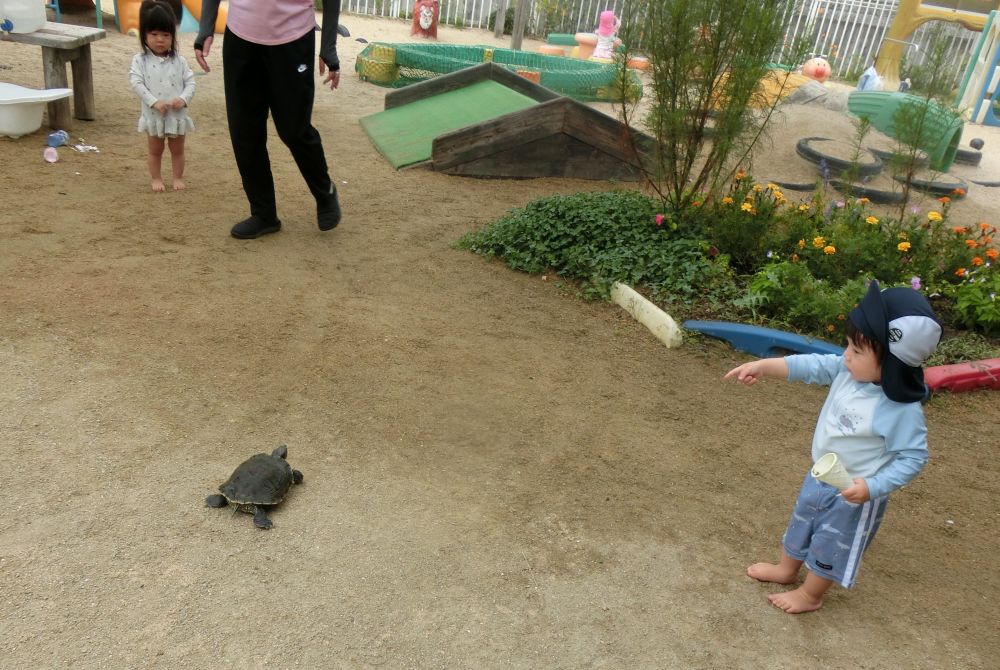 もっしもっしカメよ～♪
カメさんよ～♪

あいはうすのアイドル？！
かめの、かめ吉🐢

今日は、かめ吉の水槽をお掃除。
お掃除の間は、かめ吉は園庭をおさんぽ♪

「あっ！！」
Aくん、かめ吉を発見！！