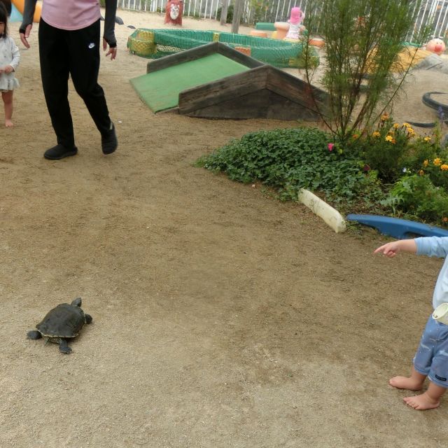 🐢アイドルかめ吉🐢　～１歳児　ヒヨコ組～