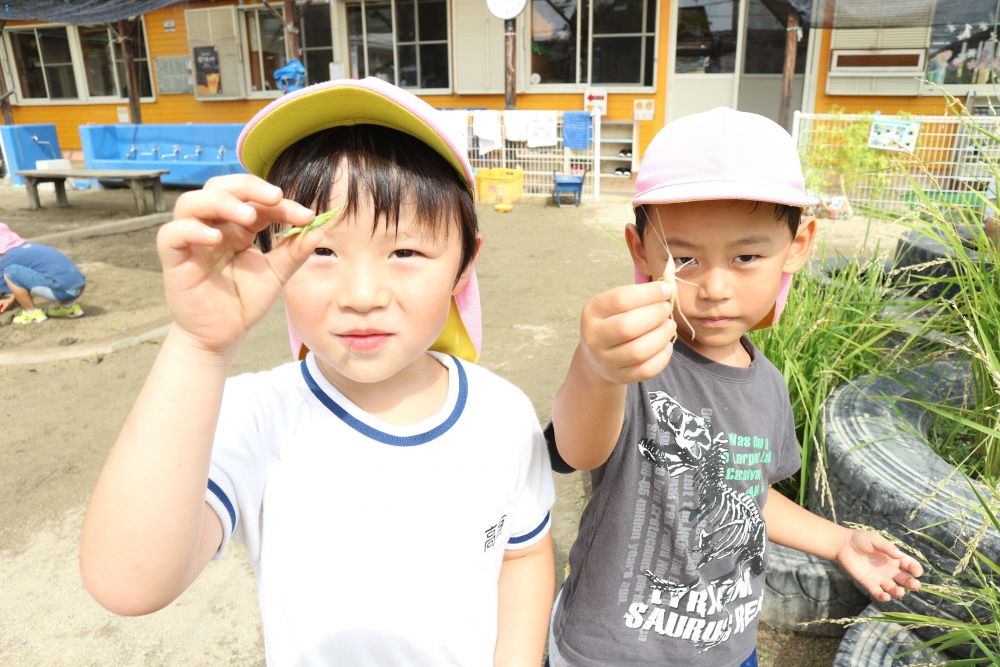 「他の仲間も探しに行ってみようや」
「あっちの草がいっぱいある所におりそう！」

探してみると・・
他の虫との出会いが・・♡

「幼虫じゃなくて、バッタがおった！」
「これね、色が白いのと、緑ので色が違うんよ」
「Iのがしろみたいなバッタ」
「Kのは緑だった！」