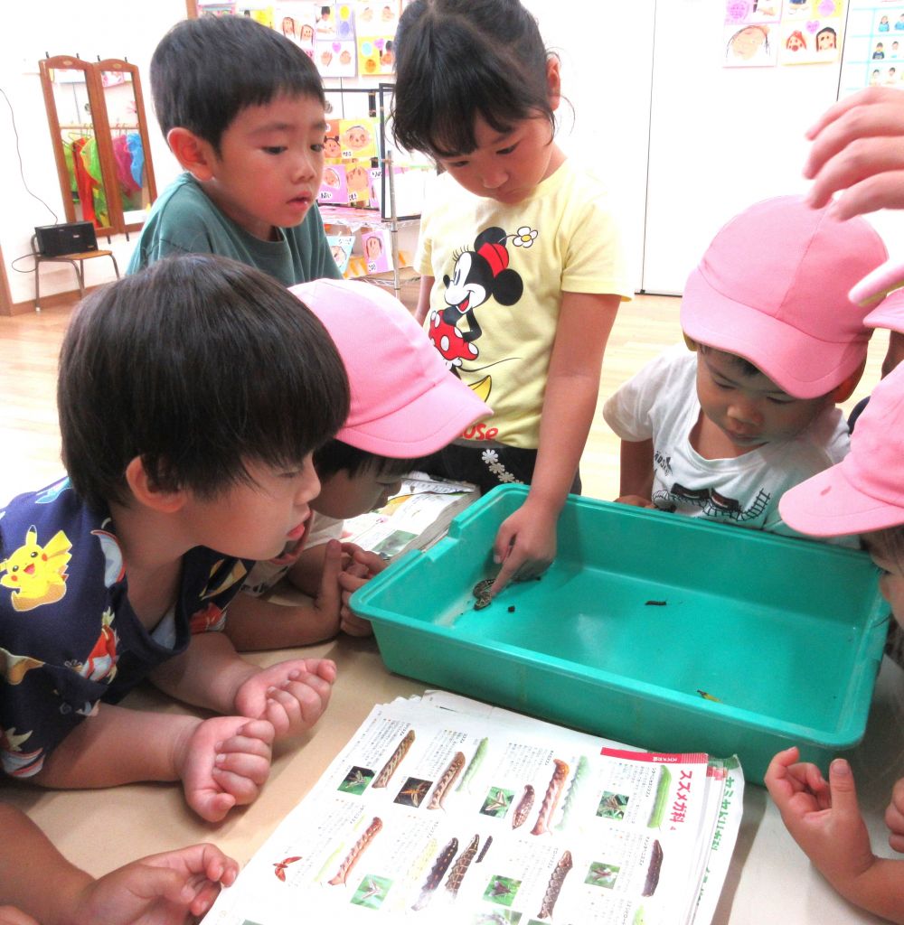 ”何で調べる・・？”
「イモムシの図鑑あったよね。それがいいんじゃない！」

ページをめくりながら　幼虫、写真、幼虫、写真・・・
見比べて同じものを探す

「おったおったこれじゃない？」
『セスジスズメ』
『ガに進化するんだって！』
という幼虫だとわかった様子♡

