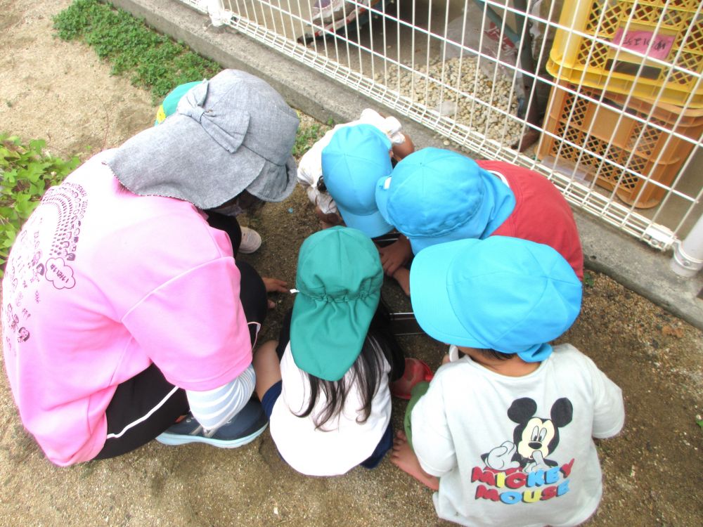 季節がかわり園庭にも夏とは違う虫が姿を見せてくれました



「おった！」
「こっちにもおったよ！」
「かわいい♡」

園庭のすみで職員も一緒になって大騒ぎ！
