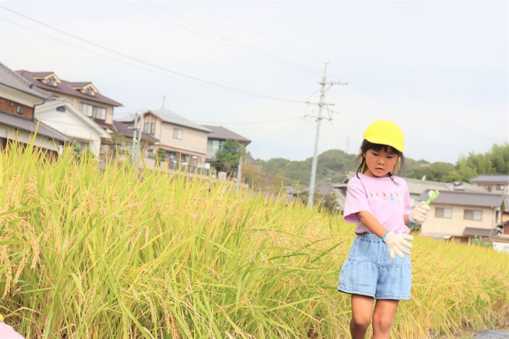 バランスを取りながらあぜ道を通るＡちゃん
秋を感じます


頑張ってたくさん収穫したお米☆みんなで食べる日を楽しみにしています！