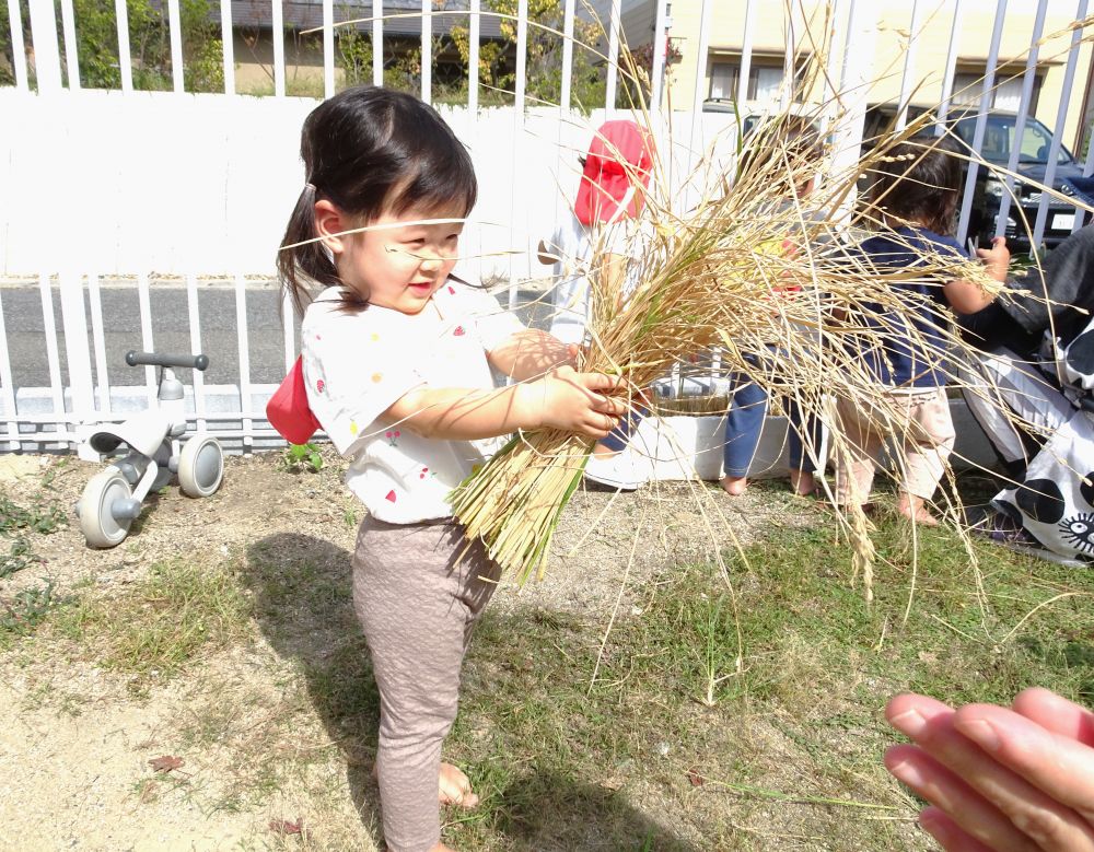 涼しい風とともに秋の訪れを感じつつ・・・
第１園庭に植えていた稲を刈ることに！



小林先生が刈った稲を真由美先生のもとへ届けるSちゃん
「くすぐったいよ～」
ふさふさの稲が顔や腕に当たる感覚を楽しみながら
落ちないようにしっかり持ってお届け♪