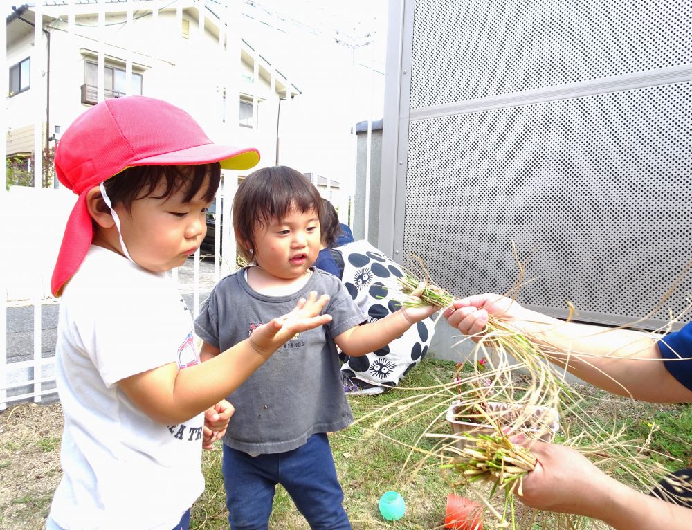 　「どうぞ～」
Ｎくんもはりきってお手伝い！

稲の先についていた稲穂に気づいたＲくん
　（なんだこれ・・・）
不思議そうに見つめながら、じーっと観察・・・
いろいろな発見を楽しむ☆