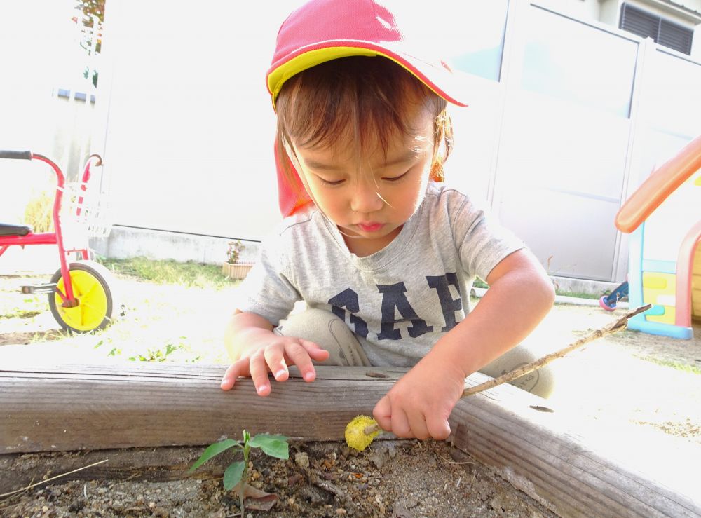 毎日過ごしている園庭でも、新しい発見がいっぱい！
遊びの中からさまざまなことを学んでいます☆



いつものように虫探しをしていると・・・
黄色い物体を発見！！
調べてみると、‶ススホコリ”という菌の一種で
触っても害がないとのこと・・・

木の枝を使って、そーっとつついてみるYくん
　「なんだこれ～」
プニプニした感触を木を伝って感じながら、
じーっと観察中・・・