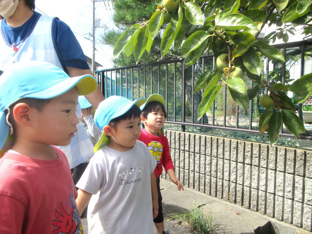 園の周りをぐるり一周お散歩へ出かけました
子ども達は散歩の中で色々な発見をし、季節の移り変わりを感じています



柿の木を発見！
大きな実がなっていて、興味しんしん！！
「うわぁ！大きい！」
「食べれるかな・・・」
「あ！触っちゃだめよー！
まだ食べれんよ！」
子ども達のかわいらしい会話が聞こえてきます♪