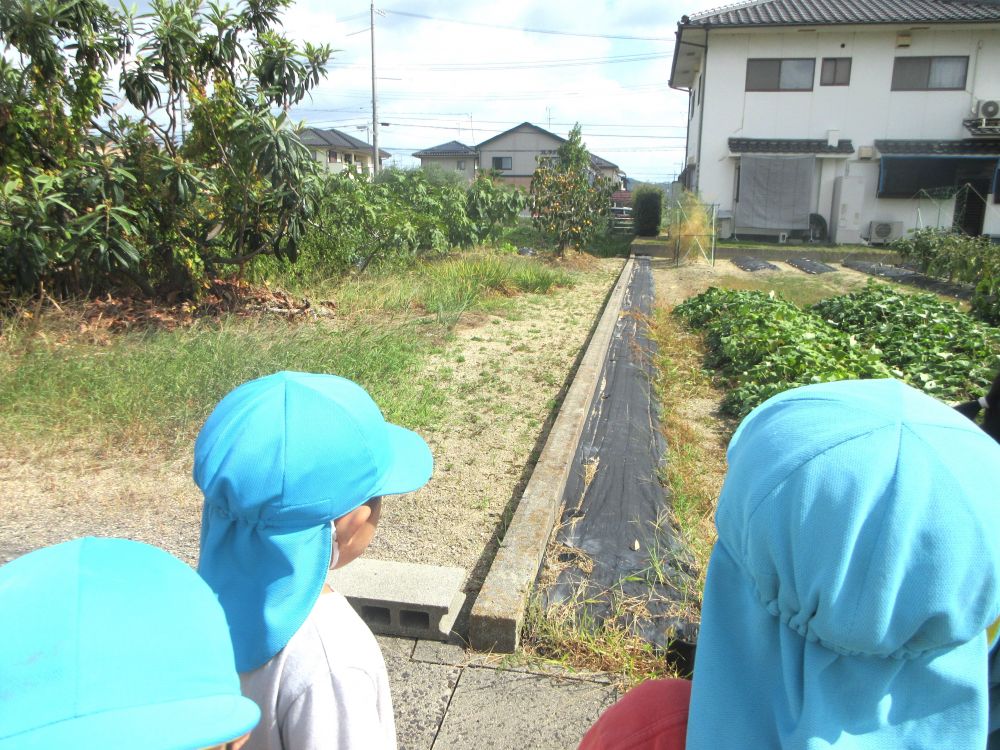 散歩の道中、些細なものにも気づいて目を止める子ども達



「見て！あんなところに柿があるよ！」
「ほんとだ！」
遠くの方に見つけた柿の木
一人の子の発見が周りの子を引き付けます