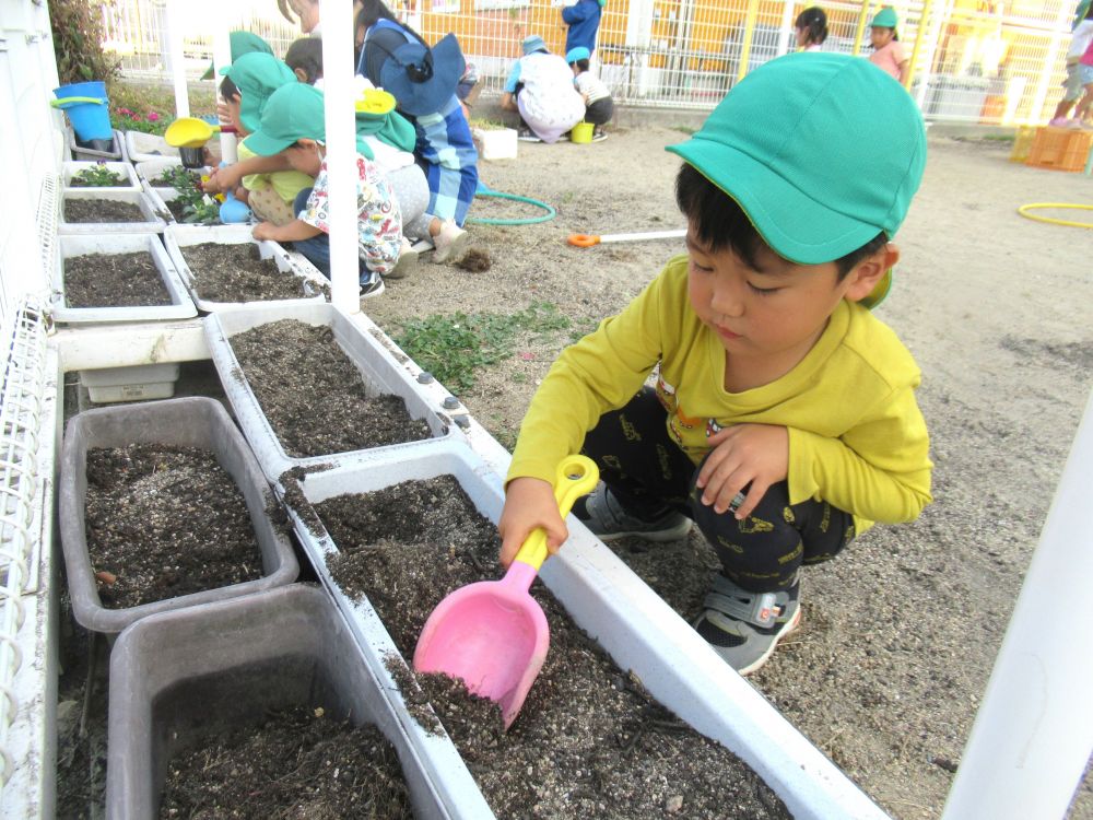 花や緑と触れ合う中で
季節の移り変わりを感じています



『なんで春に咲く花を今植えるの？』
子どもたちからの素朴な疑問・・・
『今から植えてお水をあげたら春にたくさん花が咲くんだよ』
と先生・・・
『じゃあ急いで植えなきゃ！！』
張り切って先生と一緒に花の苗を植えているSくん

