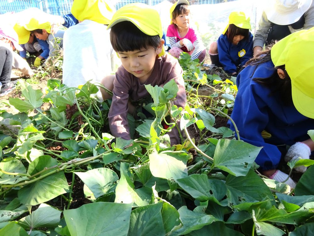 ６月にさつまいもの苗をみんなで植えたキリン組さん。

暑い暑い今年の夏、ぐんぐんとツルが伸びて土の中でお芋が大きくなっているかな～
先週、ワクワクしながらいきいき畑まで歩いて行き、楽しみにしていたお芋掘り♡
ツルがたくさんある下にさつまいもが隠れているよ！

みんなで一生懸命収穫しました！