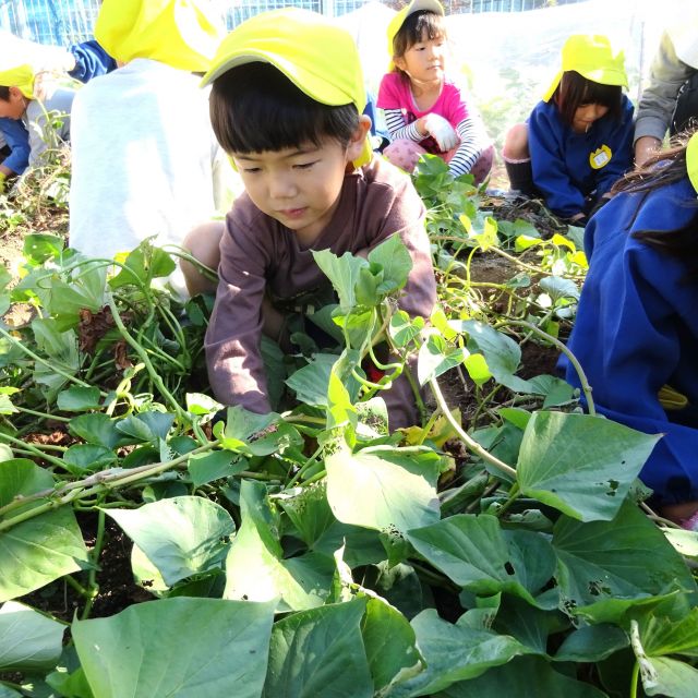 ＊　5歳児　クッキング　（門田認定こども園）　＊