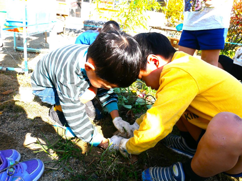 土に直接触れて収穫することで
視覚や触覚、嗅覚などを使い
全身で自然を感じる



収穫を楽しみにしていたみんな♡
「いっぱいとるぞー！」　軍手をつけて気合十分！！

「どこかなー？」　葉っぱの近くをどんどん掘る
「わー！あった！」　「いっぱいある！！」
硬い土を協力しながら掘っていく

