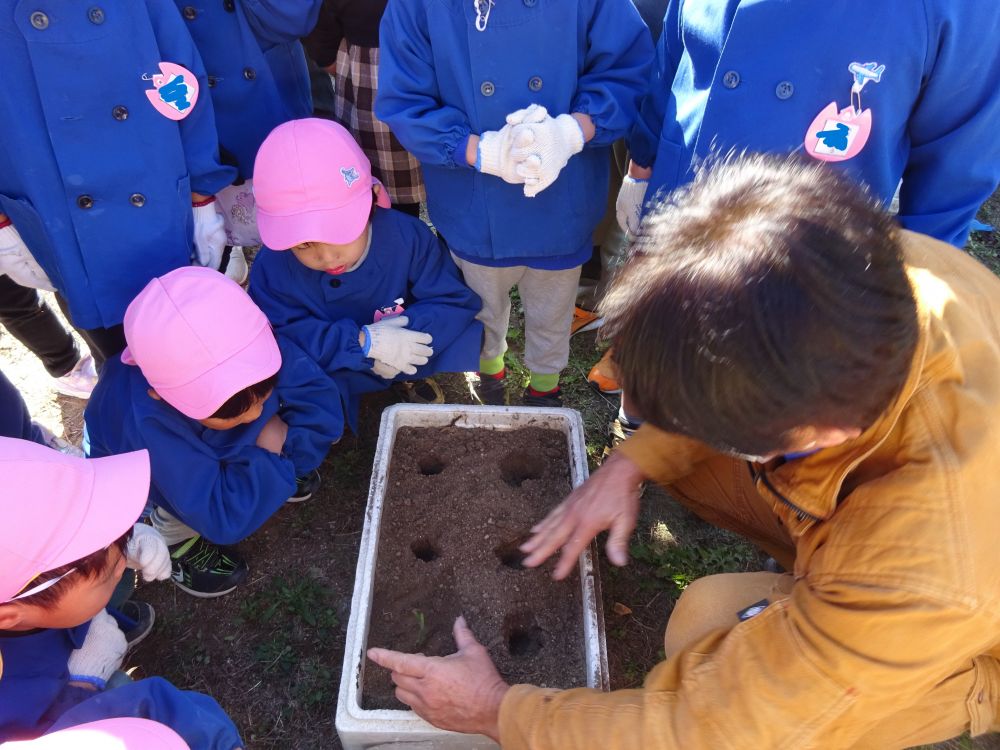 先週火曜日、ゾウ組さんといきいき畑へ行きました。
今回の活動は【玉ねぎを植える】です。

いきいき畑に到着。
さっそく玉ねぎを植えますが・・・ここでみんなに質問です。
「たまねぎって種を植えるの？　小さいの大きいの？それともみどりの葉っぱかな？」

「たね！！」

正解は・・・
「苗を植えるよ」

「せんせー大根はたねだったよね？」
しっかり覚えていました。大根は１２月の上旬に収穫します♡


