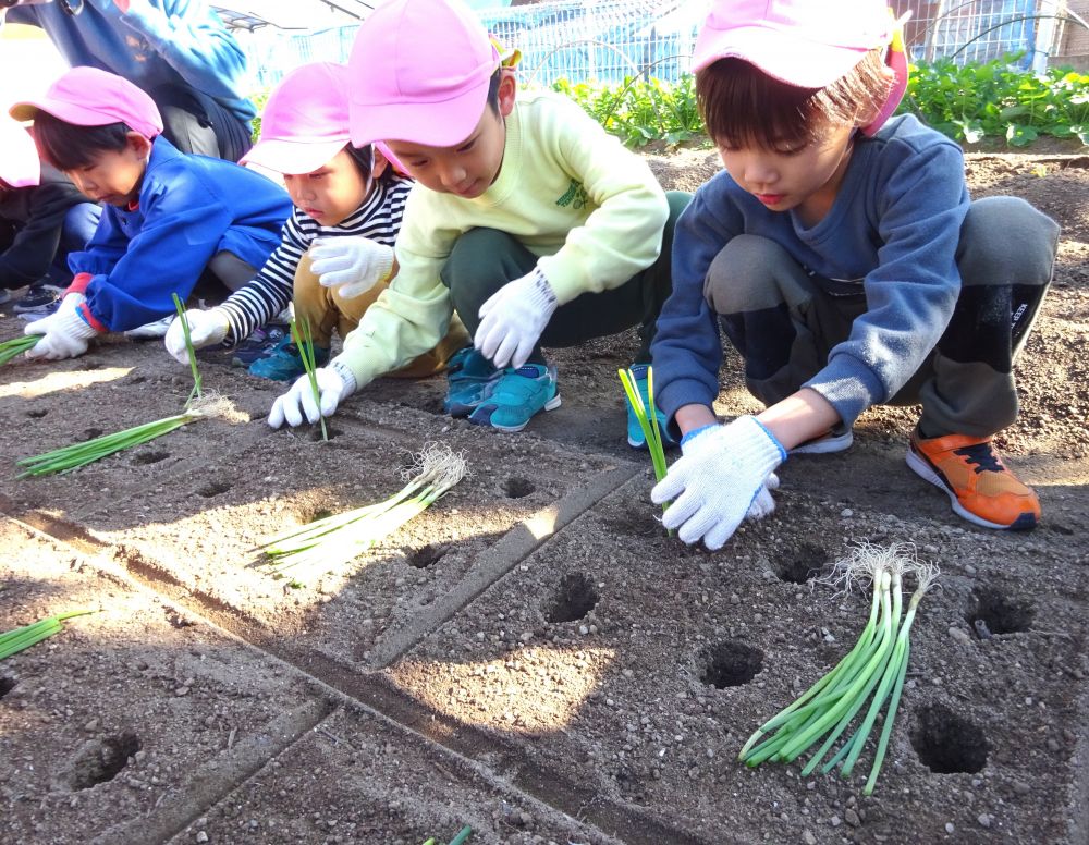 さっそく玉ねぎの植え方を松浦先生に教えてもらって、苗植えに挑戦！

「玉ねぎの根っこみたいなのを植えるんよー」
