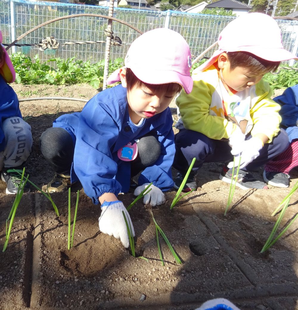 ６本の苗を大事に土の中に植えて、優しく土をかぶせます。

「つちのお布団かけるね」
「たまねぎの赤ちゃんじゃけえそーっとせんといけんね」
「なまえ付けよー」

いろいろおしゃべりしながら大切に植えました。
最後はみんなで
「おいしくな～れ♡」
おまじないをしました。

玉ねぎを収穫する時期はゾウ組さんがキリン組さんになった５月頃です☆
子ども達も玉ねぎも成長が楽しみですね。