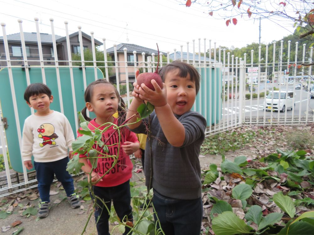 秋の味覚といえば、先週はクマ組さんが植えて育てていたさつま芋を掘りました。

みんなで育てたさつまいも、立派に育っていましたよ！
このお芋は給食のサラダにしました。

これからも季節を感じられる給食や食育活動を楽しんでいきたいと思います。