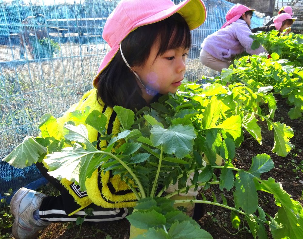 ９月に植えた大根・・・大きくなってるかなぁ
今日はゾウ組さんの植えた大根を収穫にいきいき畑に行きました。

「大根料理何して食べる～？」
「みそ汁ー！」
「サラダがいいー」

今一番大根が美味しい季節なのできっとどんな料理でも美味しいよね♡

さあ！しっかり収穫するぞー！！