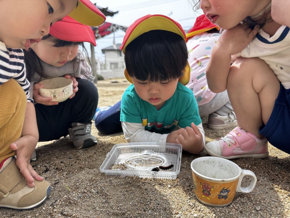 花壇に咲いていたビオラにくっついていた
『ツマグロヒョウモン』

みんなでじっくり観察🔍

黒くてトゲトゲで・・・
ちょっとこわいな～

