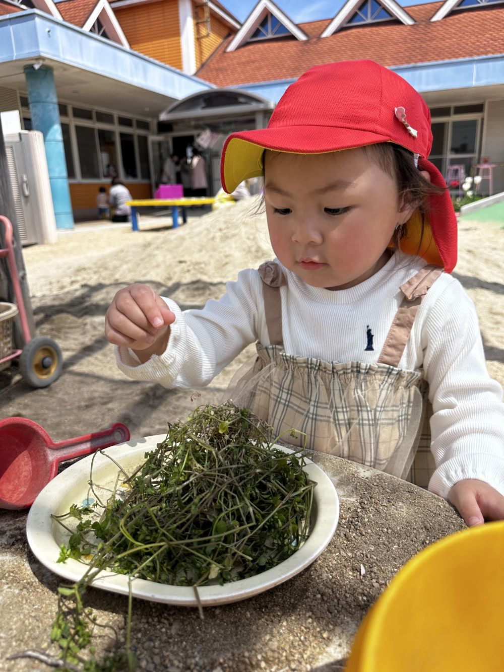 もりもりと草花を持ってきてお皿にのせて・・・

Ｋちゃん「パラパラパラ・・・」
先生「何かけてるの？」
Ｋちゃん「ごまだよ～」

お家でもお手伝いしてるのかな～😄
