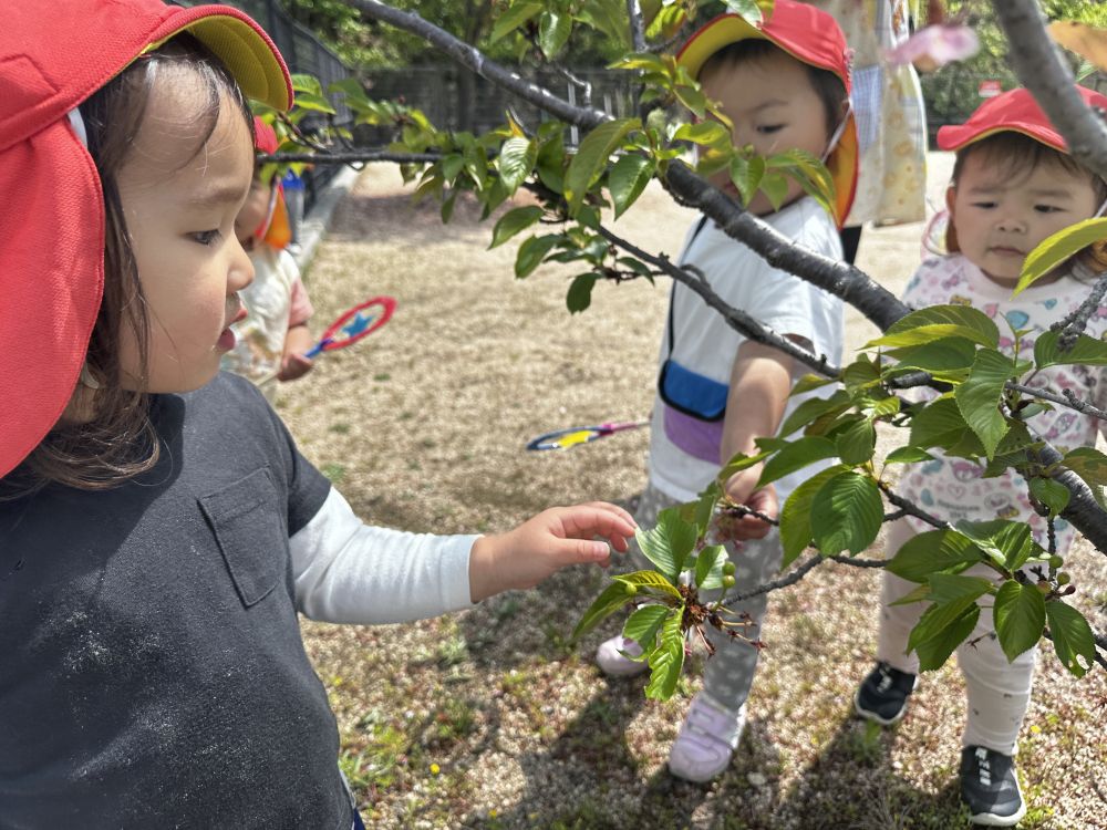 「これはなんだ～？」

よーく見ると、まだ桜の花が残っていました🌸
またまたよーく見ると・・・
小さな実がたくさんなっていました。

これは何になるのかな～？

またみんなで来てみようね♪