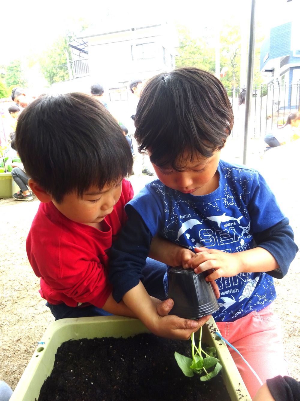 いよいよプランターに植える日です。
松浦先生に植え方を教わって慎重に植えました。。

「どうやって植えるん・・・」
少し不安そうで困っている友達がいたら
「こうやるんよー」
すかさず友達が声をかけてくれました。
真剣な表情で取り組んでいます☆

そして2人で一緒に協力して植える姿も・・・♡

