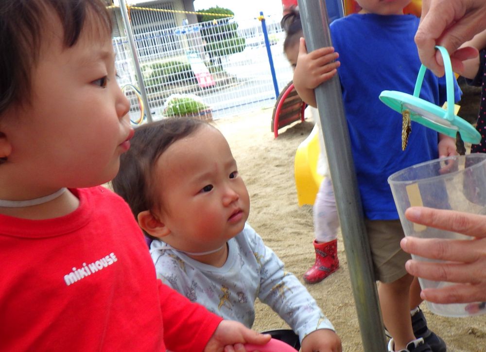 花壇で見つけたツマグロヒョウモンの幼虫が
チョウチョになりました✨