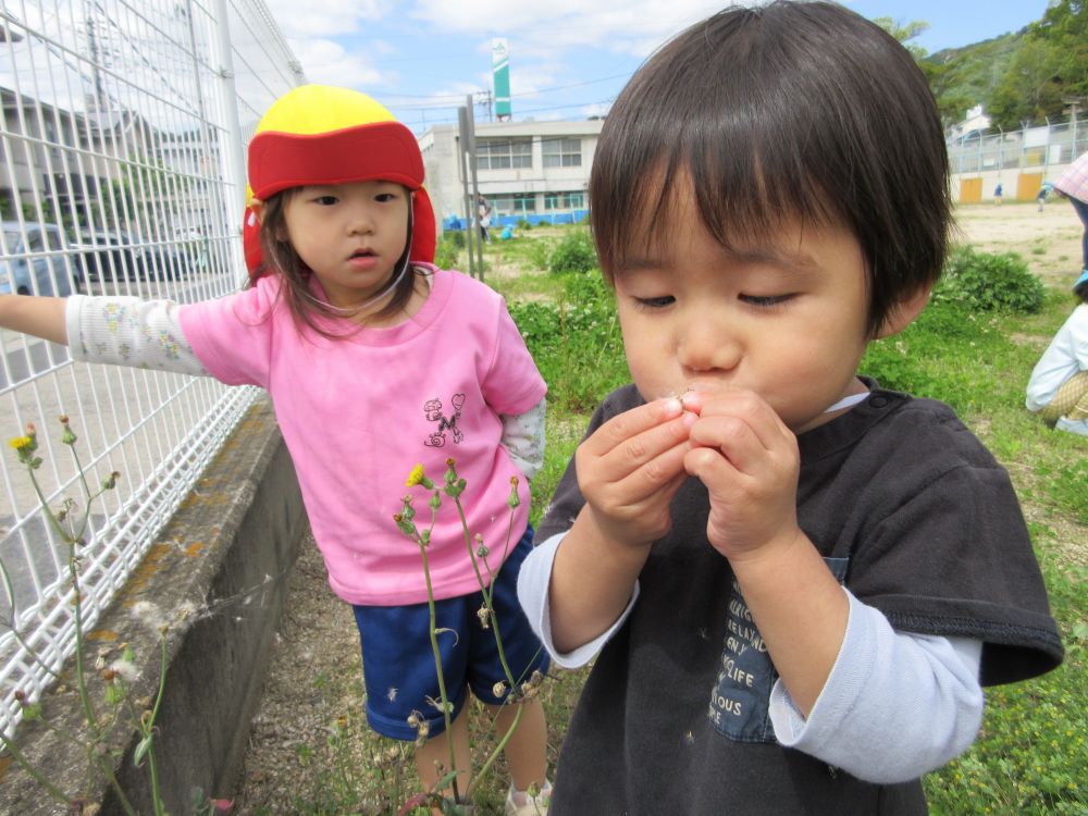 「僕もする！！」
一生懸命に吹くKくん。
なかなか飛ばないげど・・・・
風とKくんパワーでわたげが飛び
大満足☆～嬉しそう♡