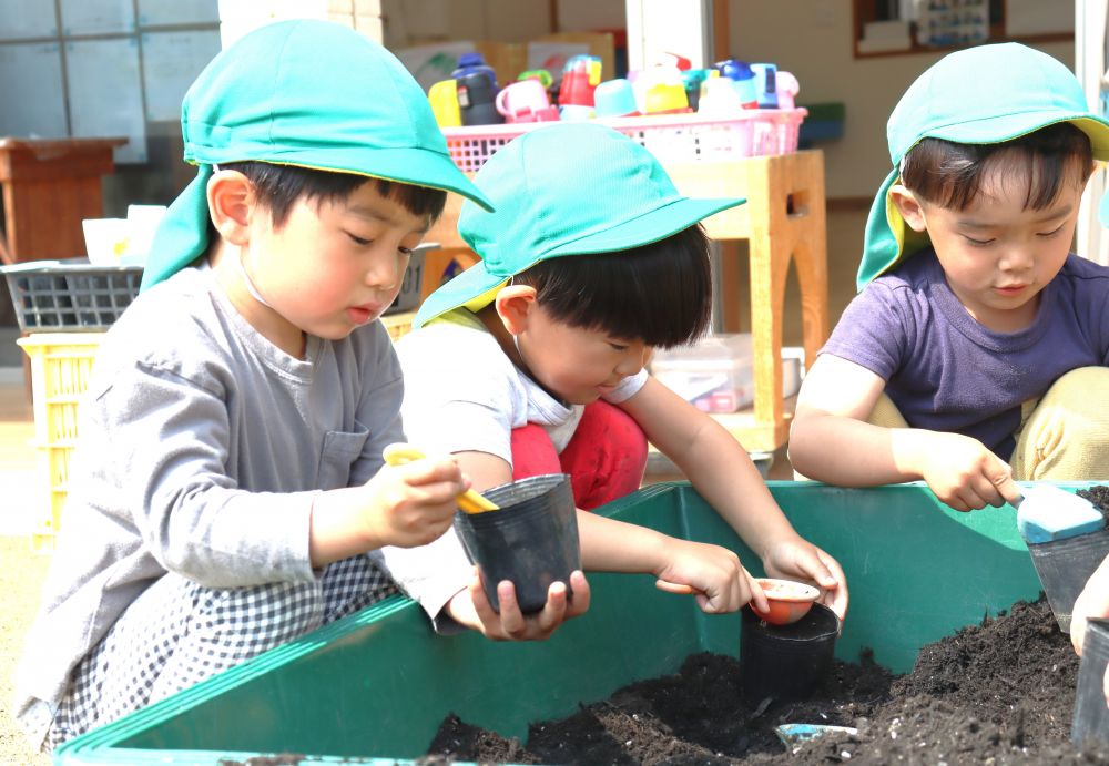 草花の生長に気付き、友達と共有する姿が増えてきた
ゾウ組さん♡
花の種植えに挑戦しました!
まずは土の準備から!
「どんくらい入れるんかね」
「この下の線まで入れるんよ!」
友達同士で教え合いながら、やってみる☆