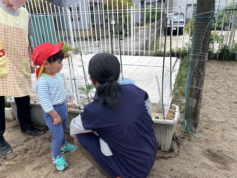 ヒヨコ組さんが園庭に出てきて、

「だいじにみてね」
「おったらだめだよ」と、優しく教える姿も・・・
ヒヨコ組の先生には、
「このふくろはね、さむいからしないと、やさいさんがおねつがでるんだよ」
「このキラキラはね、むしさんがこないようにするんだよ」

教えてもらったことを上手に言葉で伝えていました♪

毎日観察するのが楽しみだね☆