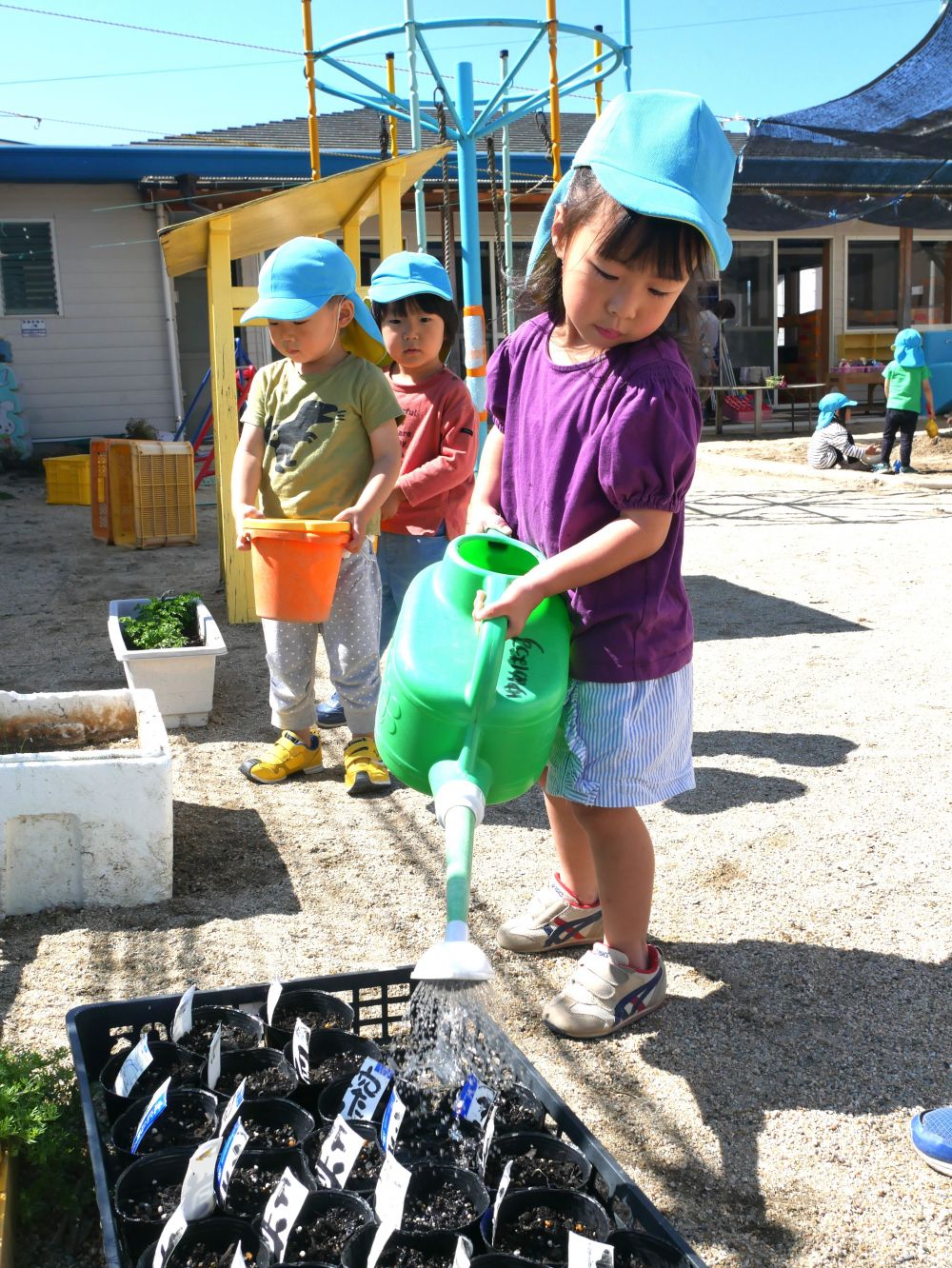 『あれ～・・・今日もなんにも出てない』
『水をあげよう♡』
芽が出たときの子どもたちの反応が楽しみです