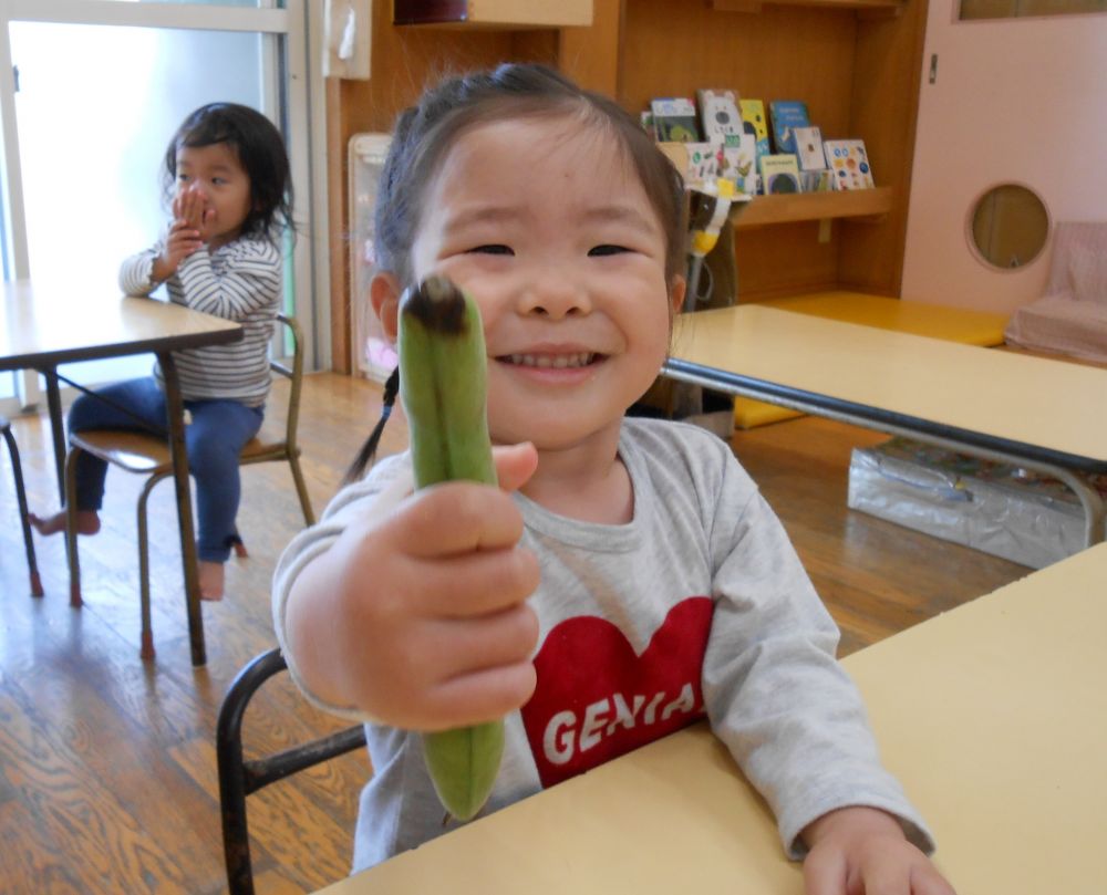 今月の食育活動のテーマは「そら豆」でした。

大きなさやのそら豆。
始めて見る姿に恐るおそる触ったり、
どうやって豆を取り出そうかな？と興味津々だったりと
色々な方法でそら豆に触れました。