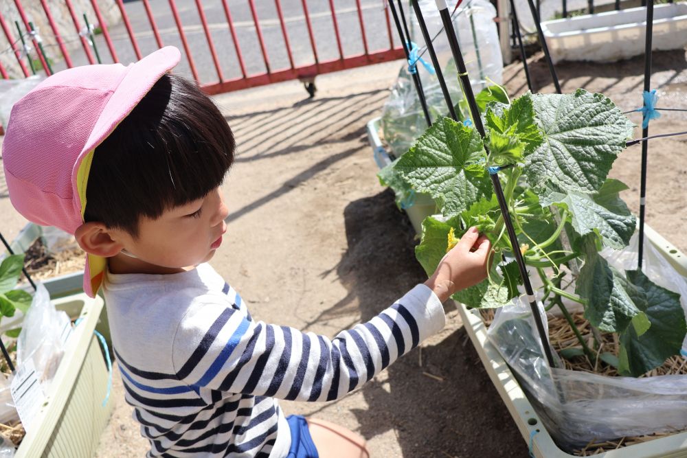 園庭で遊んでいる最中に
ふと気付いたKくん

「きゅうりの赤ちゃんができてる！」

花が咲いた場所に
かわいい小さなきゅうりが♡

夏野菜の成長を楽しみに
水やり・観察を行っています

おいしい野菜が出来るといいね♡
