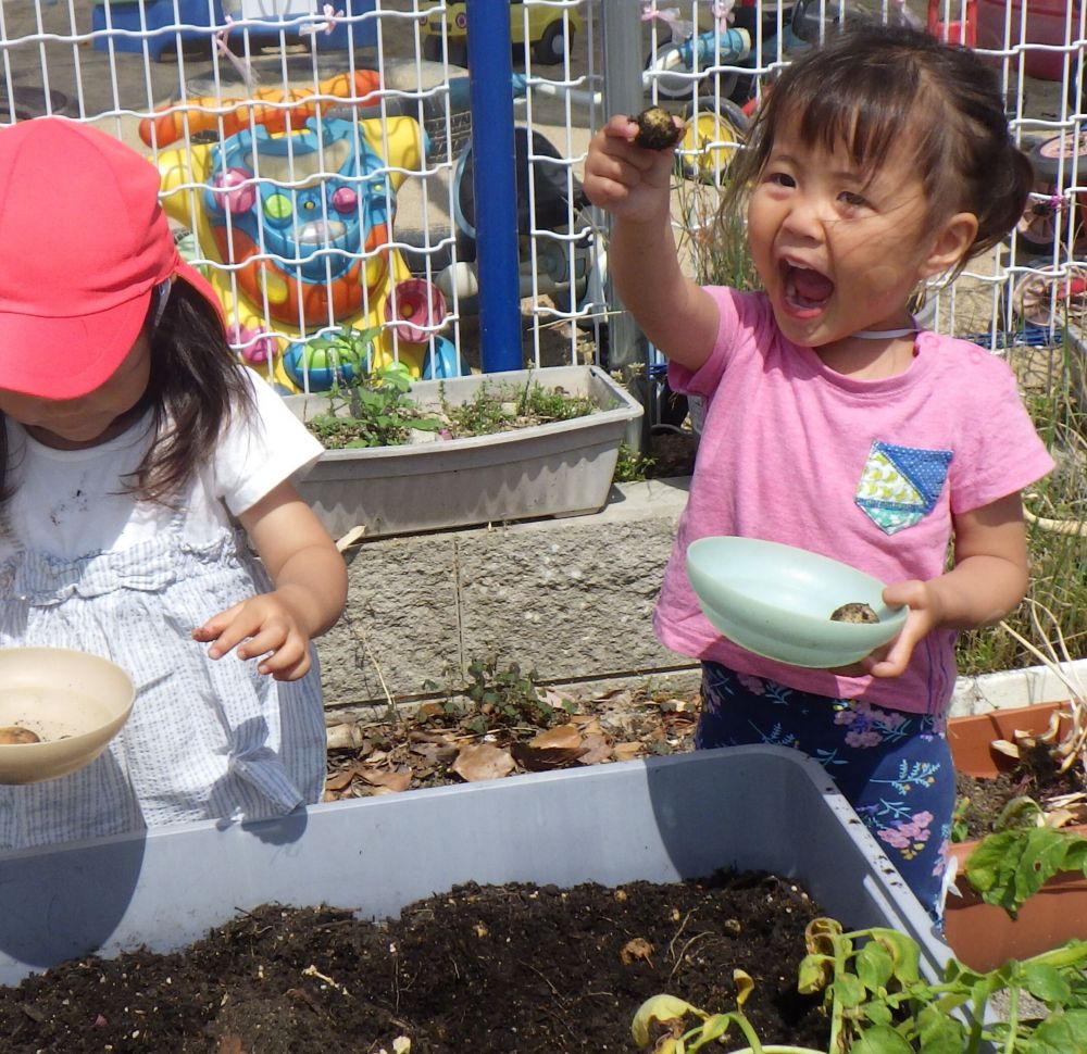 ヒヨコ組の時に
植えたジャガイモを収穫しました！！

色んな大きさのジャガイモ見つけたよ♪
「ちいさ～い😆」