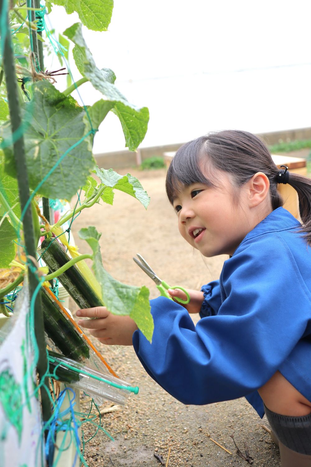 今日、早くも初収穫の日を迎えました♪
元気に生長し、大きく実った最初の野菜は・・・

「きゅうり」です♡
実が少し育ったところで、何やらプラスチックのケースをかぶせて育てていました。
立派に育ったので、いざ収穫！
ハサミを手に、わくわくの瞬間です♪