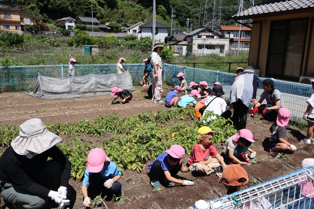 今月２回目の菜園活動
今回も保護者の方に
お手伝いをお願いしました


今日はさつまいもの苗を植えました
松浦先生に植え方を教えてもらう間
集中してじっと見つめるキリン組さん
　　（時々場所の取り合いでケンカあり（笑））

話をよく聞いていたこともあり
あっという間に苗植え完了♡
