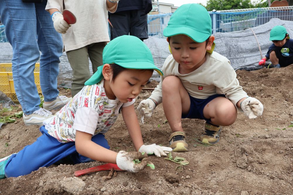 じゃがいもの掘り方の話を聞いてスタート！

「小さいじゃがいもみつけた」
「あ！！じゃがいもところにミミズがおった」
とじゃがいもを掘りながら虫も発見して楽しむEくんとRくん
