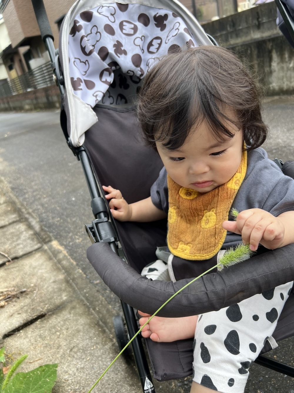 ねこじゃらしに興味津々のAくん
手をのばして上手に持てたよ