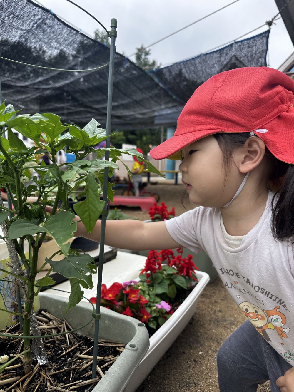 「ぴーまんあったよ！！」

毎日夏野菜の成長を観察してくれているＨちゃん♪
