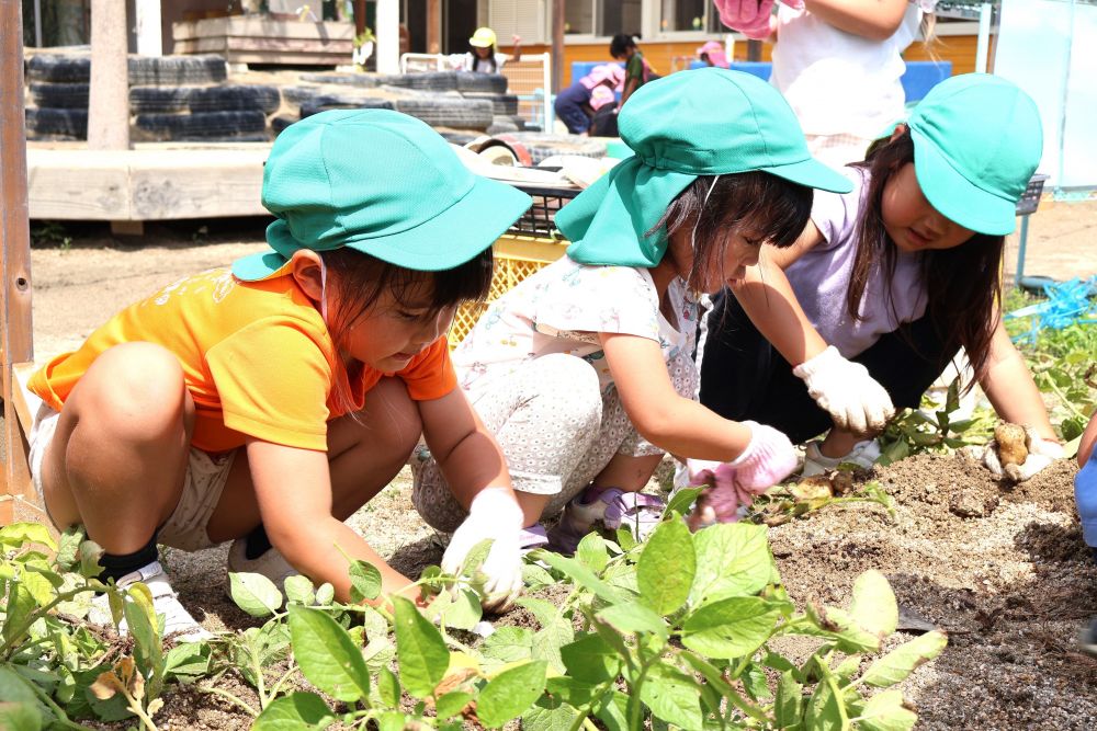 ６月１９日、ゾウ組さんが園庭の畑で、初めての菜園活動を行いました♪
土に触れ、虫に触れ、旬の食材である“じゃがいも”を収穫です！

慣れない軍手もへっちゃら！
「どうやって収穫するん？」
「いっぱいあるかな？」
いろいろ想像を膨らませています♡

