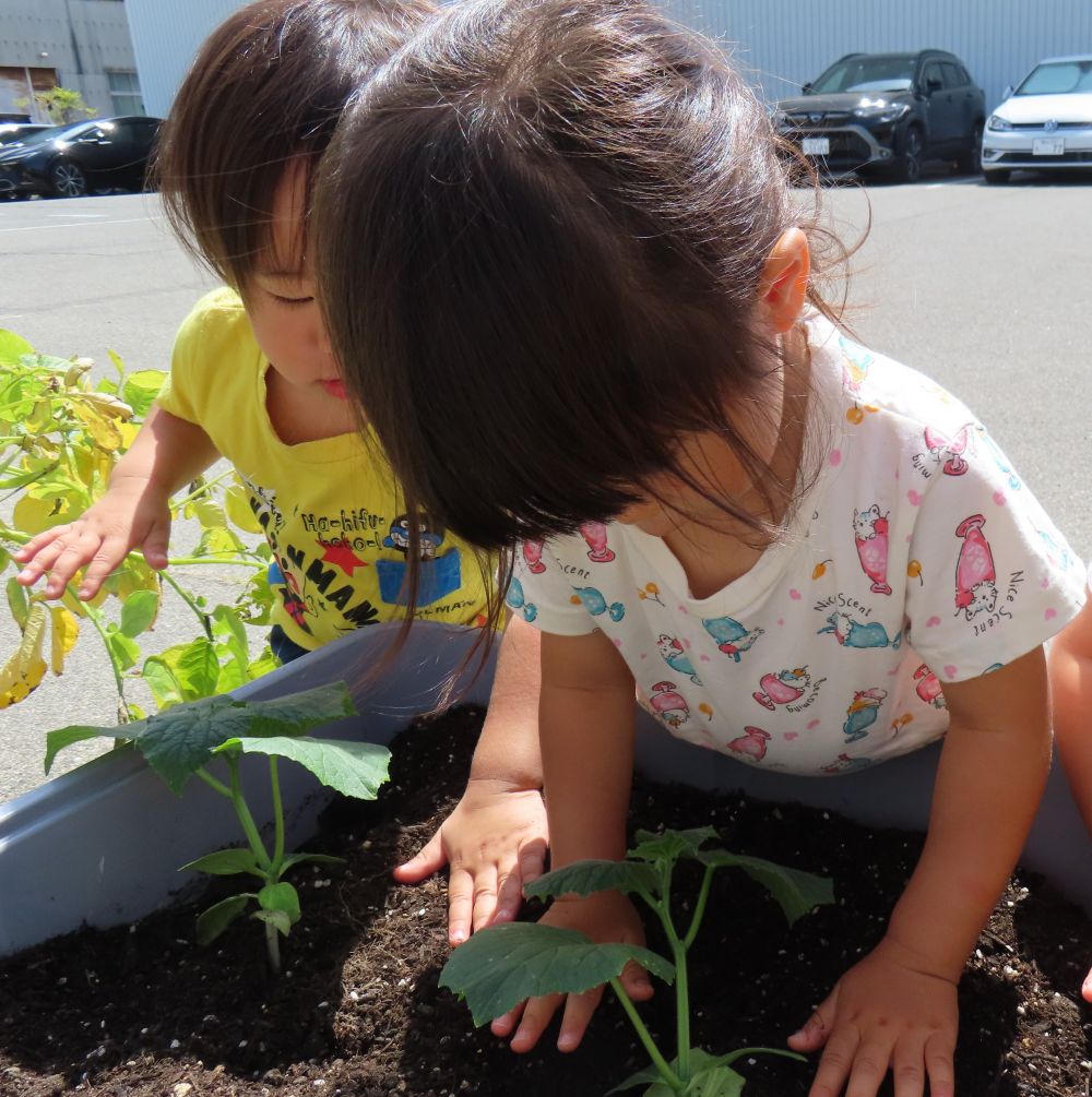 5月20日
　きゅうりの苗を植えました♪