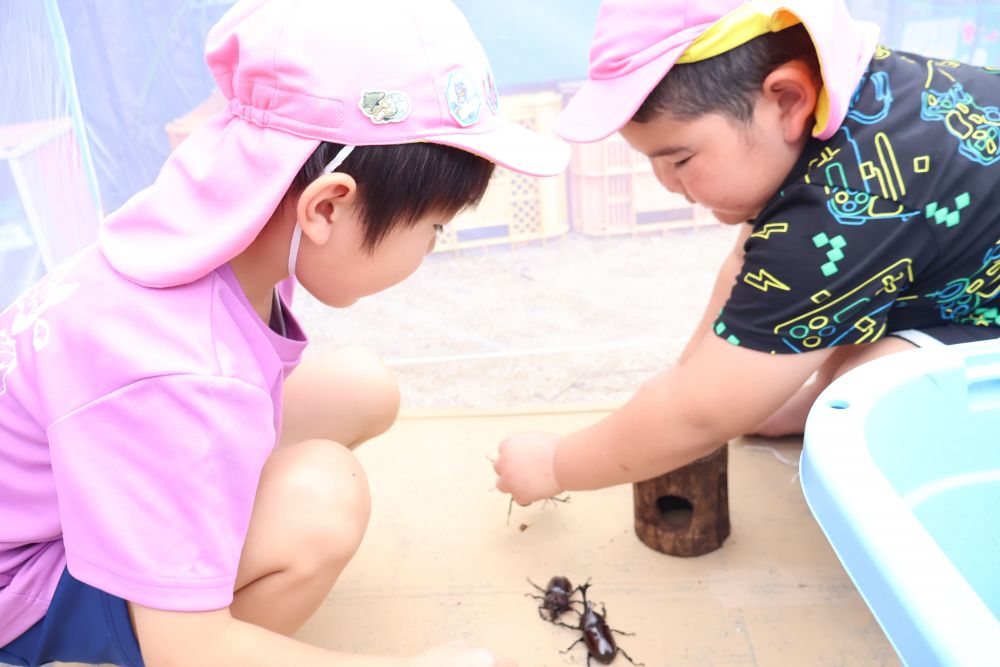 カブトムシのバトルをじっと見守るＳくん
「かっこいい～ ！ ！ 」
迫力ある闘いにくぎ付けです♡

夏は始まったばかり ！ ！

カブトムシ、クワガタ、セミ・・・・・
いろんな虫との出会いがありそうです♡
