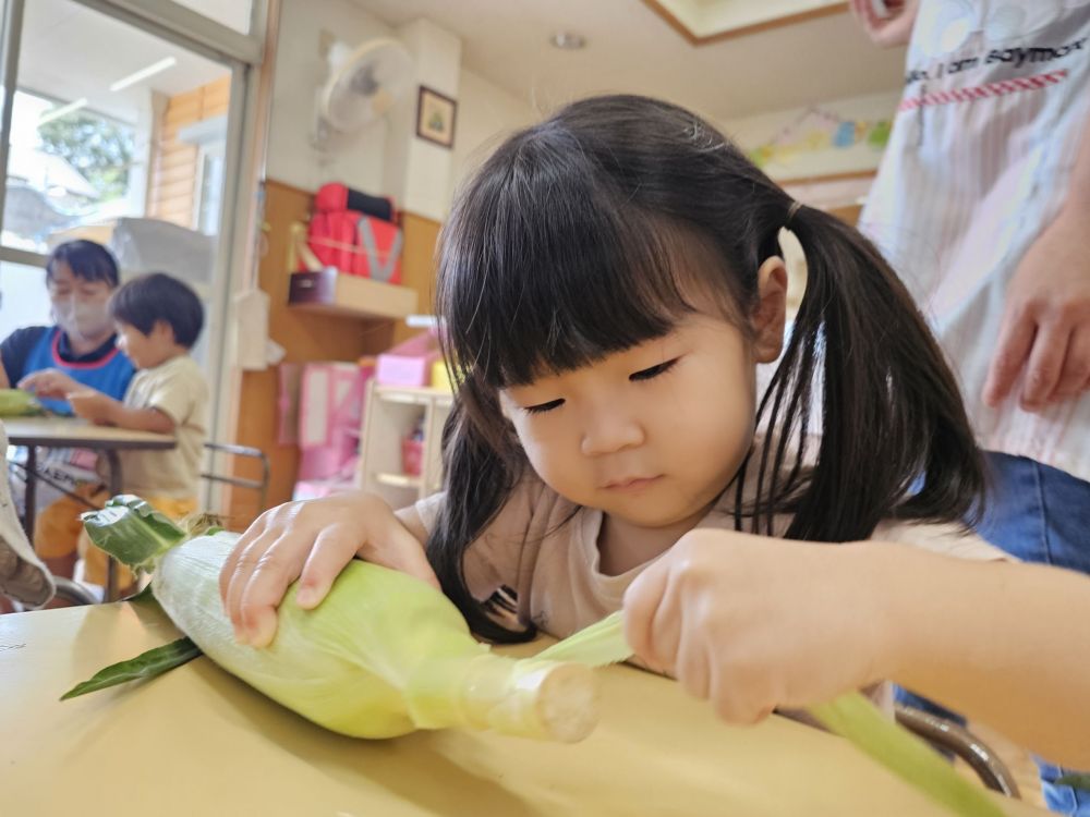 今月の食育は・・

「これなーんだ？」と、
給食先生からのクイズに、
「とうもろこしー！」と、一番に答えたＨちゃん♪

さっそく皮をむぎむぎむぎ・・・

全集中で力を込めて・・・