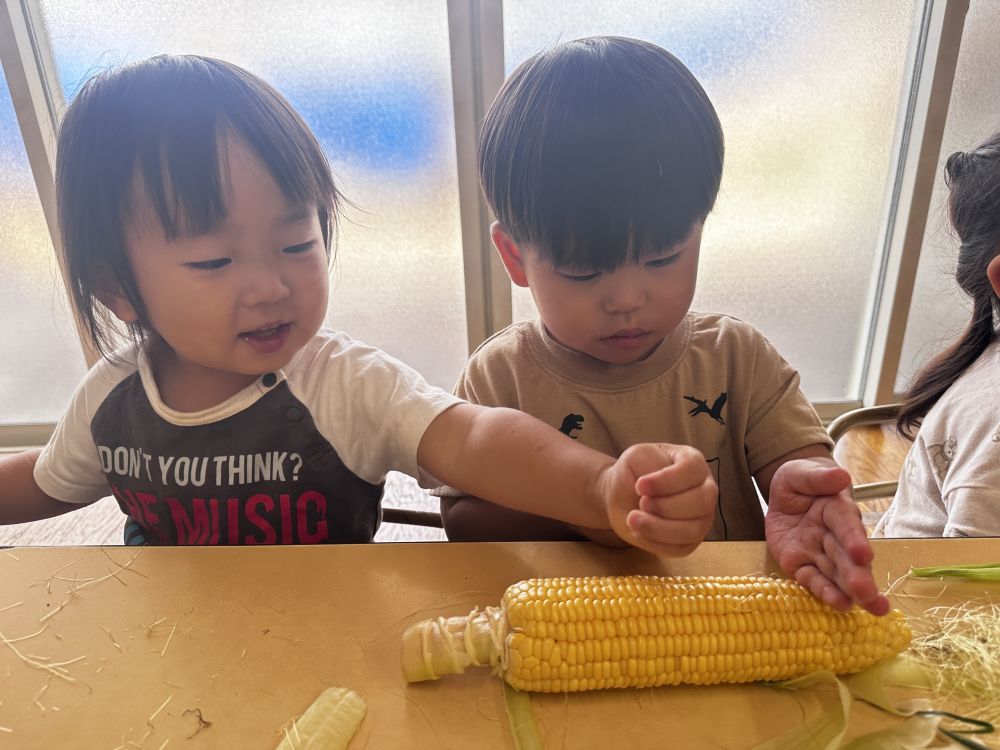 とうもろこしの皮をぜーんぶむくと・・・

中から黄色いとうもろこしさんこんにちは♡

友達と一緒に切るまねっこ！

