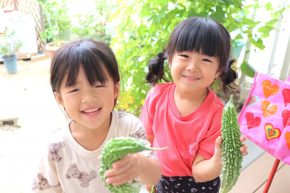 暑い日が続きますが、園庭の夏野菜は元気に、おいしそうに実っています。
中でも、ゴーヤ・トマト・オクラは日替わりで収穫できていて・・・
「トマトが赤くなってきたよ」
「ゴーヤが二つ大きくなってる！」
日々の生長を子どもたちが教えてくれます♡

育てていく中で、一番の楽しみはやっぱり収穫の瞬間のようですね♪

ゴーヤを初収穫したときは、サラダに混ぜて食べました。
二回目はめんつゆで下味をつけて、から揚げにしました。
キリン組さんのお気に入りは「から揚げ」だったようで、収穫のたびに
「から揚げにして～♡」と可愛くお願いしてくれます。